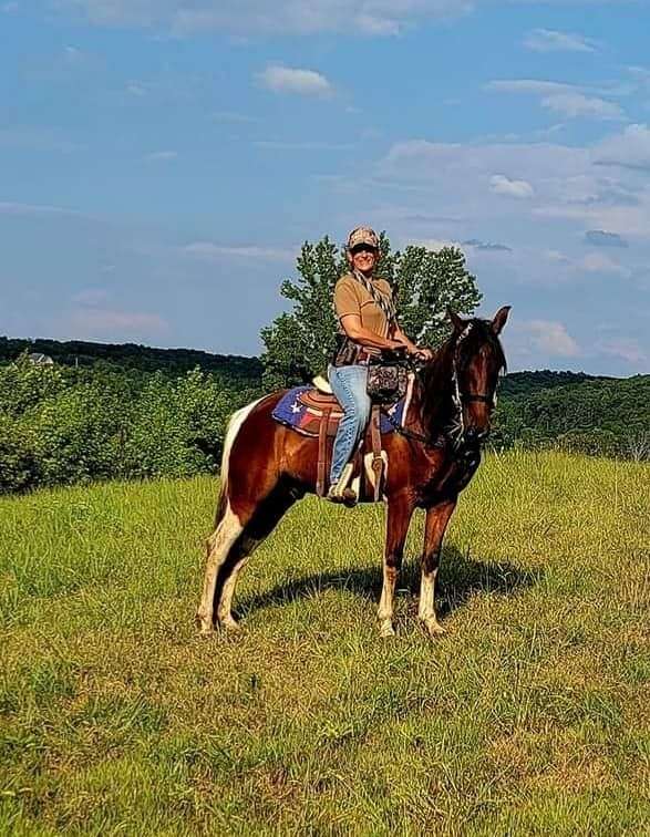 14-hand-quarter-horse-gelding