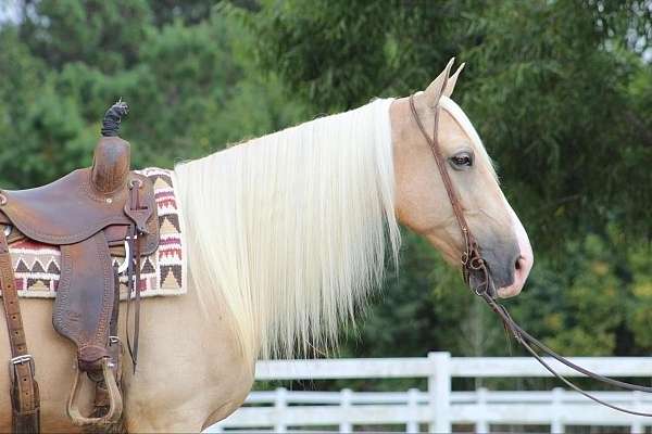 palomino-horses-for-sale