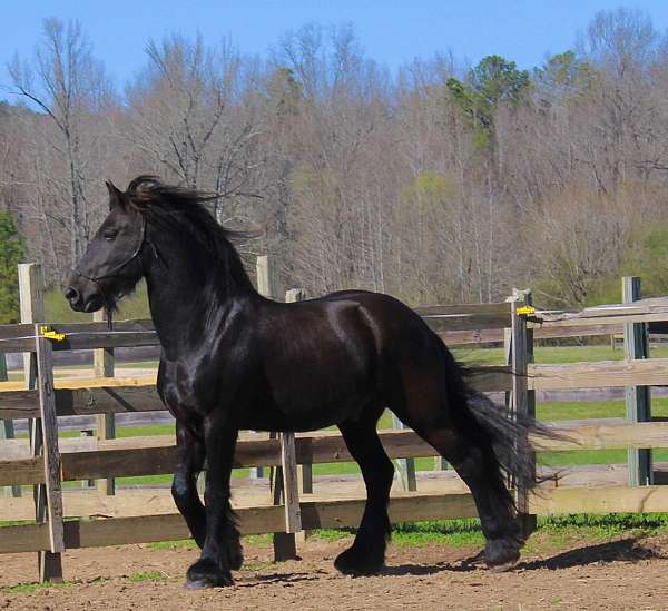 friesian-gelding