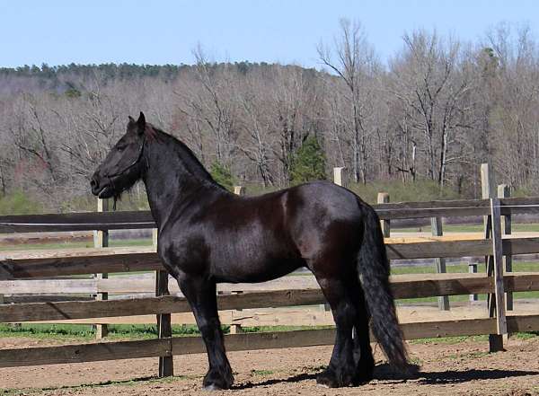 friesian-horse-for-sale