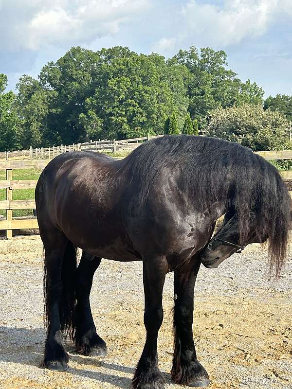 friesian-horse