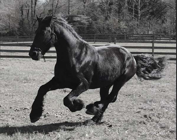 friesian