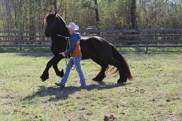 beginner-friesian-horse