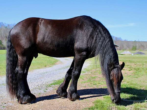 experienced-friesian-horse