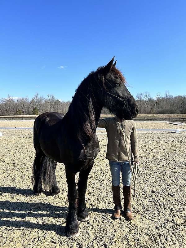 trained-friesian-horse