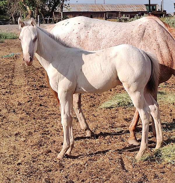 lplp-fewspot-appaloosa-horse