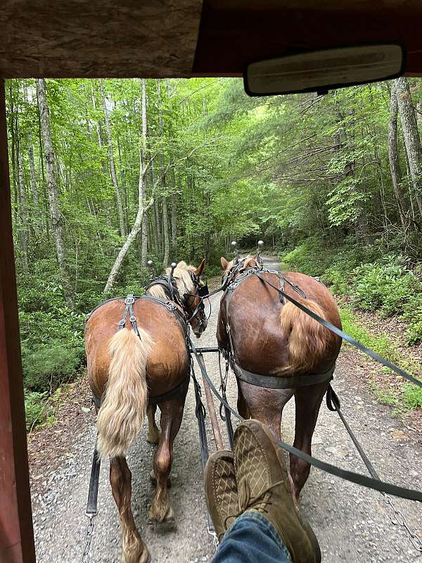 pleasure-driving-belgian-draft-horse