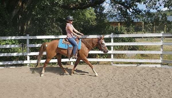 quarter-horse-mare