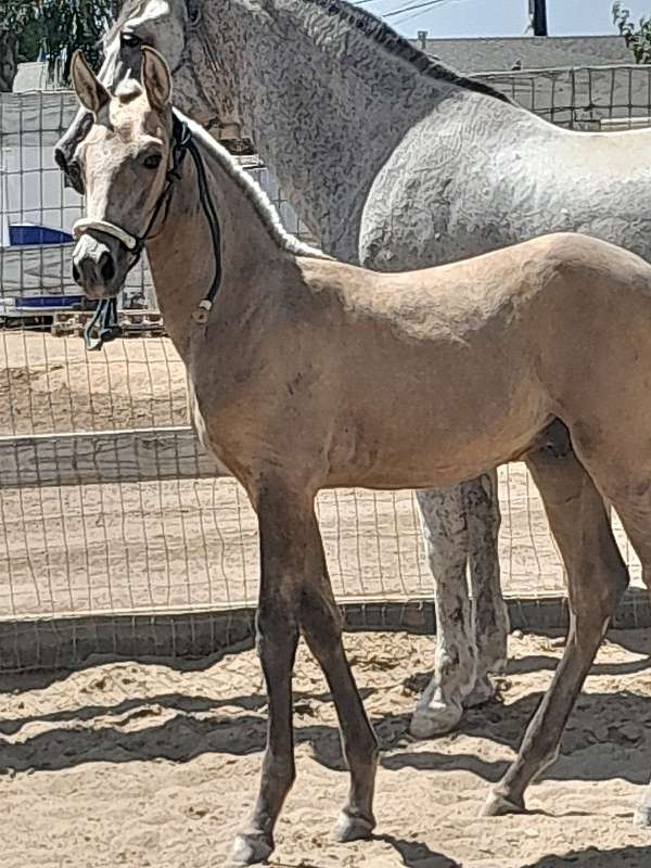 awesome-andalusian-horse