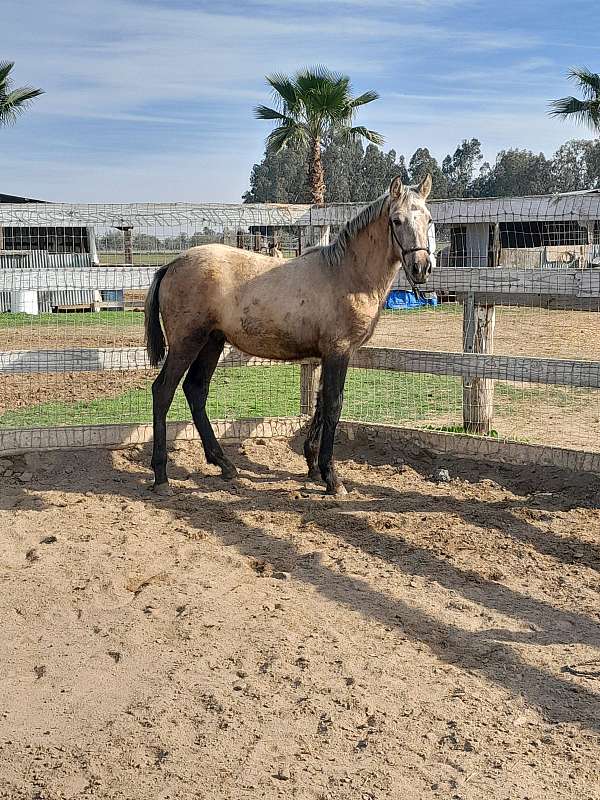 awesome-andalusian-horse