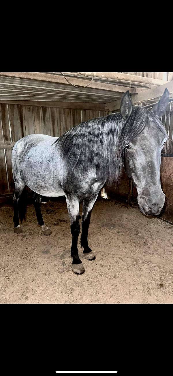 blue-roan-roan-rmha-mare