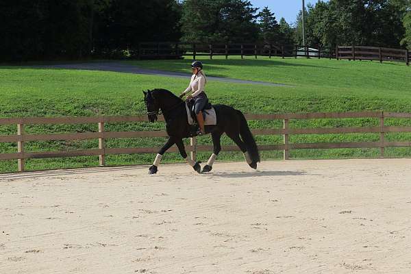 draft-friesian-horse