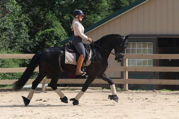 dressage-friesian-horse