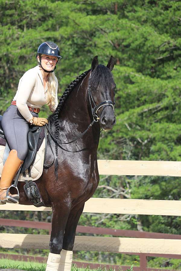 english-pleasure-friesian-horse