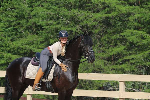 experienced-friesian-horse