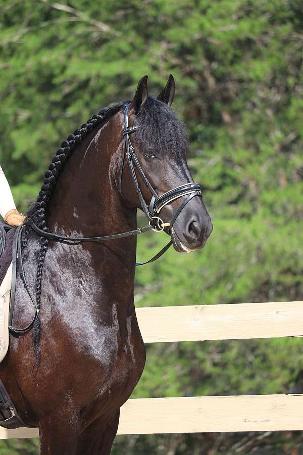 flashy-friesian-horse