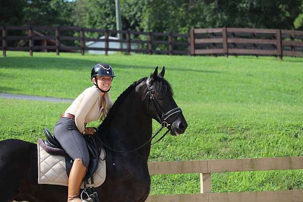 husband-safe-friesian-horse