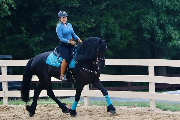 athletic-friesian-horse