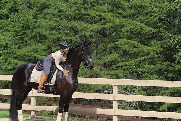 import-friesian-horse