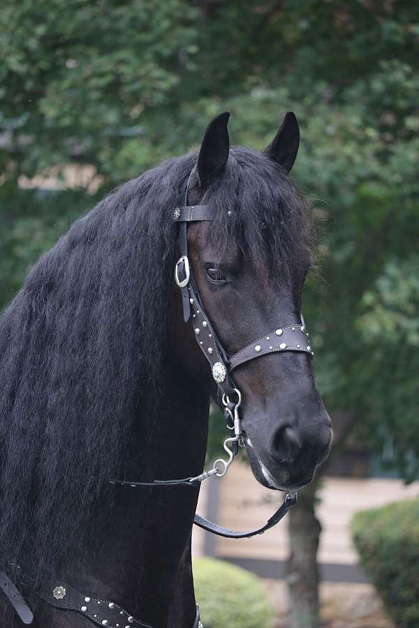 hauling-friesian-horse