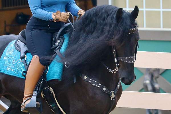 all-around-friesian-horse