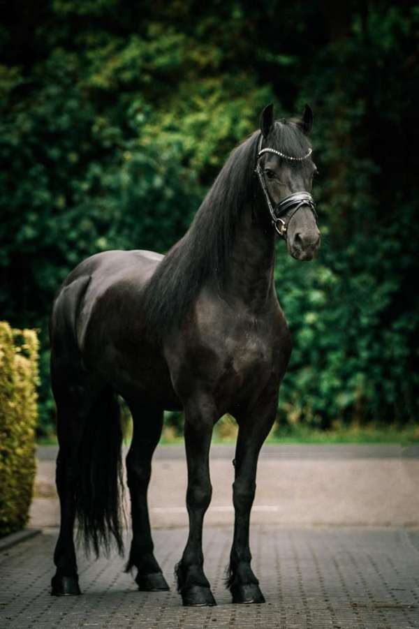 athletic-friesian-horse