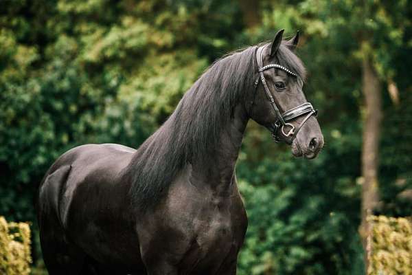 all-around-friesian-horse