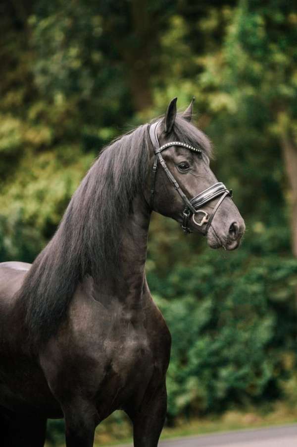 athletic-friesian-horse