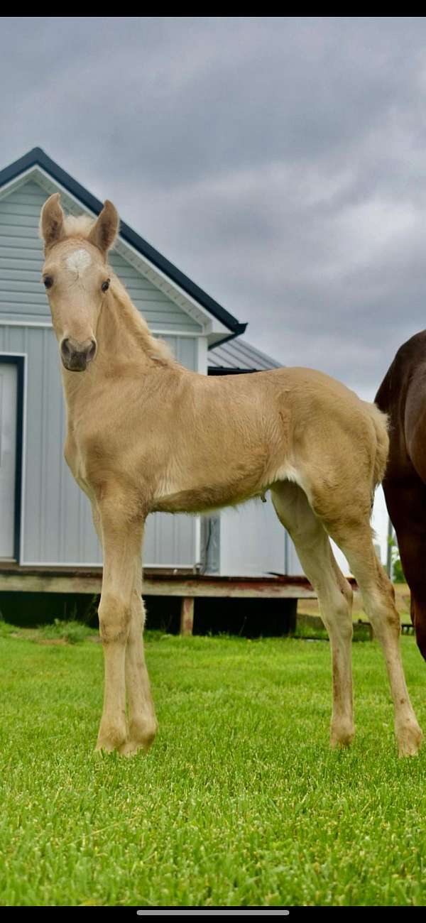 palomino-filly-stallion