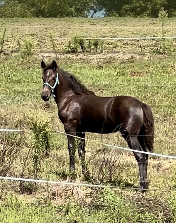 draft-cross-friesian-sporthorse-horse