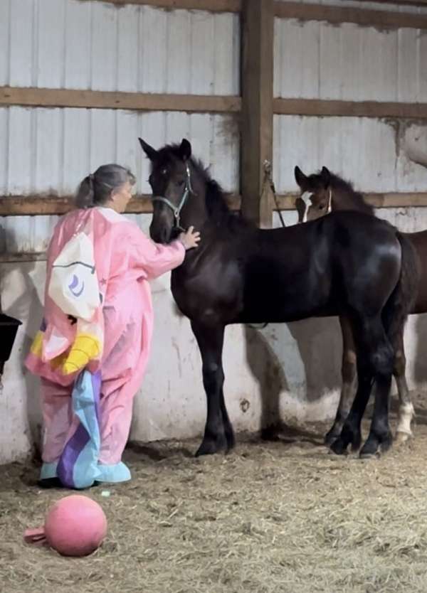 draft-cross-friesian-sporthorse