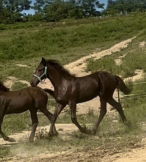 draft-cross-friesian-sporthorse-draft-horse