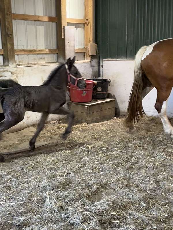 athletic-draft-friesian-horse