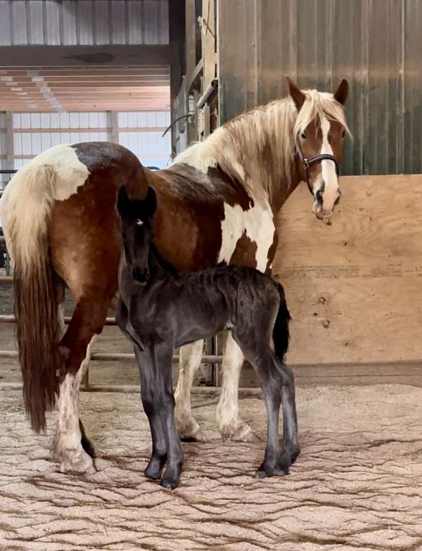 double-registered-draft-friesian-horse