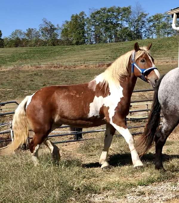 sporthorse-draft-friesian-horse