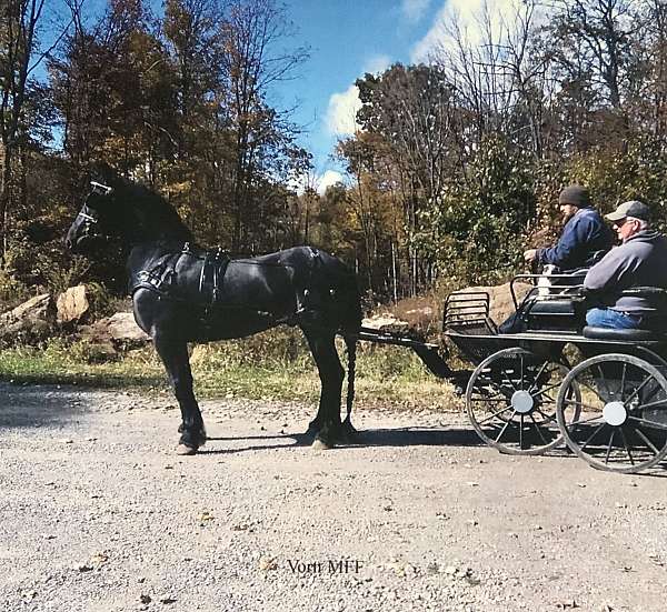 trail-draft-friesian-horse