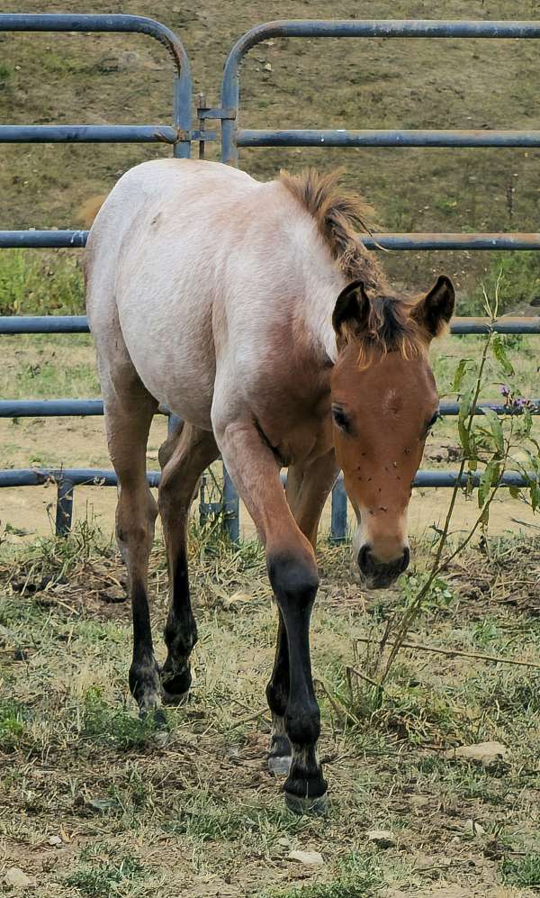 quarter-horse-filly