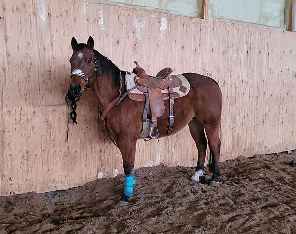 barrel-quarter-horse