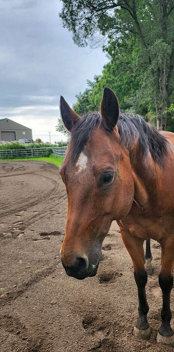 trail-quarter-horse