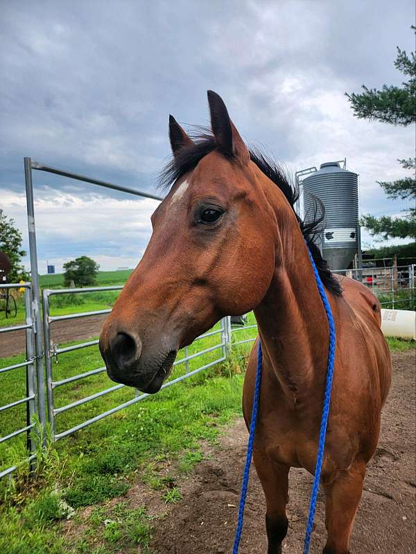 barrel-racing-quarter-horse