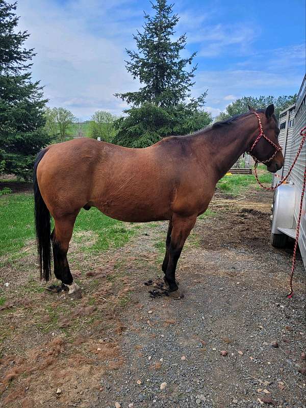 trail-riding-quarter-horse