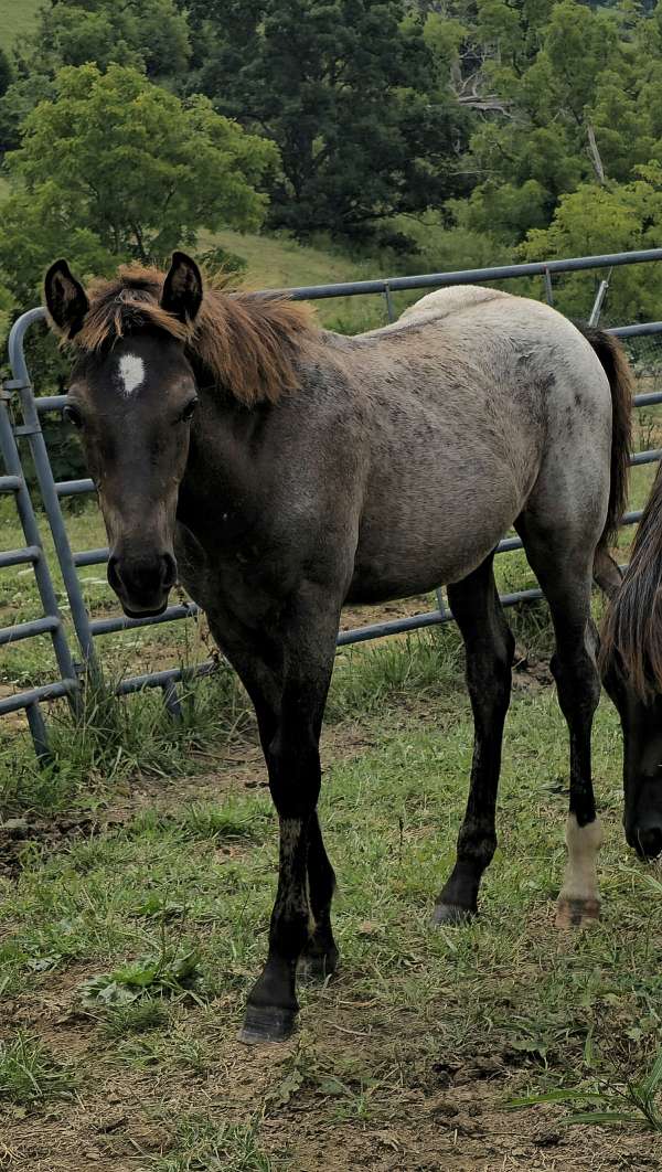 gypsy-vanner-colt