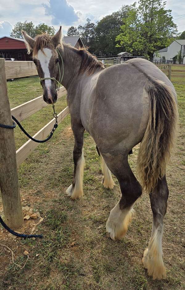 clydesdale-drum-weanling