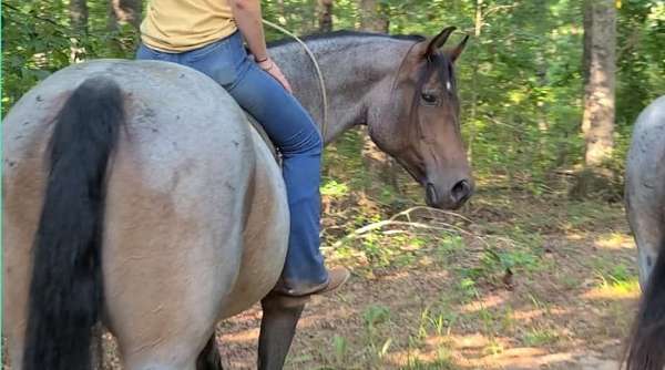 bay-roan-therapy-horse