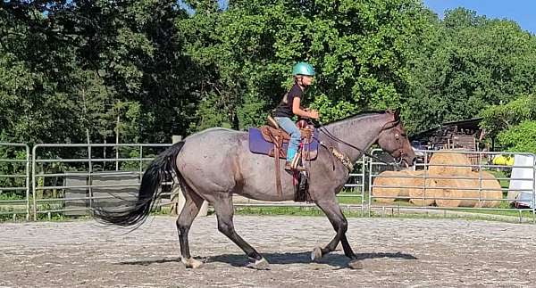 beginner-quarter-horse