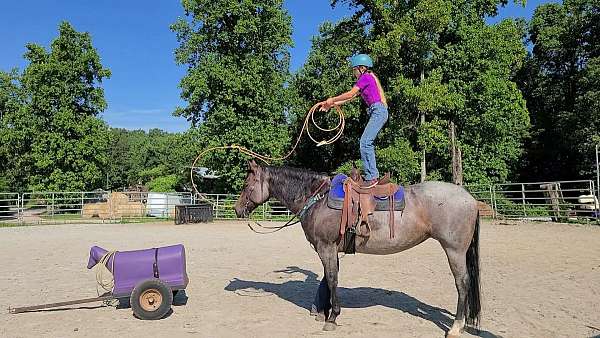 hunter-under-saddle-quarter-horse