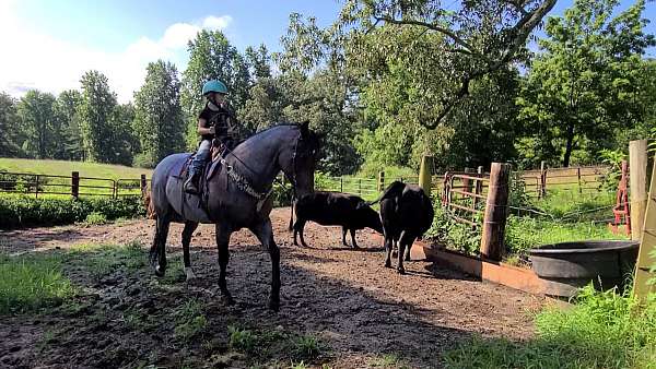 husband-safe-quarter-horse