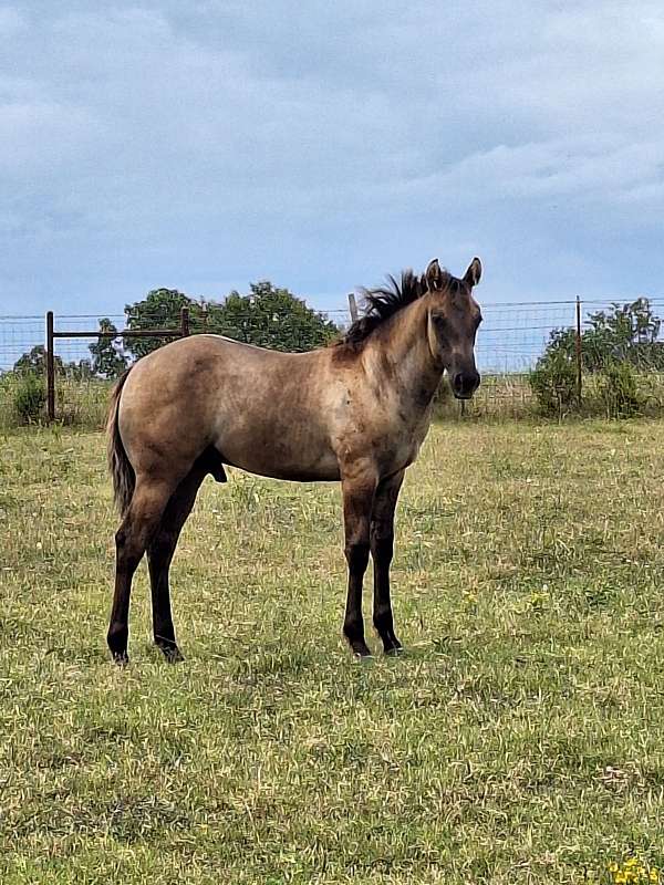 all-around-quarter-horse