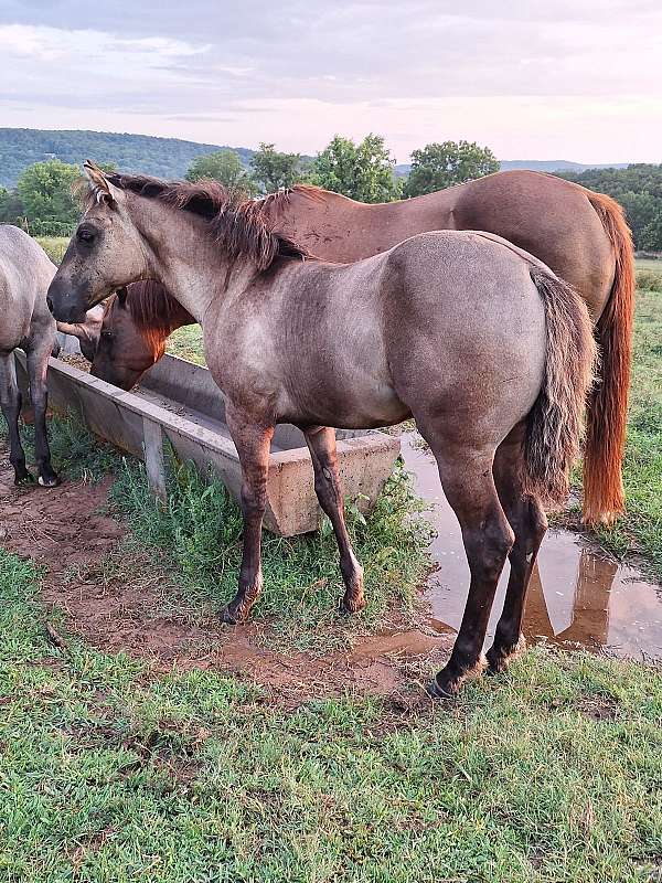 athletic-quarter-horse