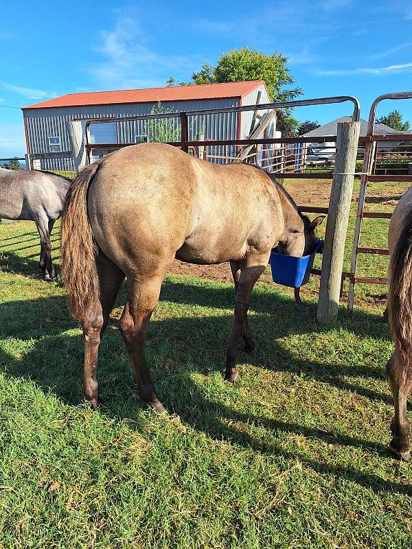 double-registered-quarter-horse